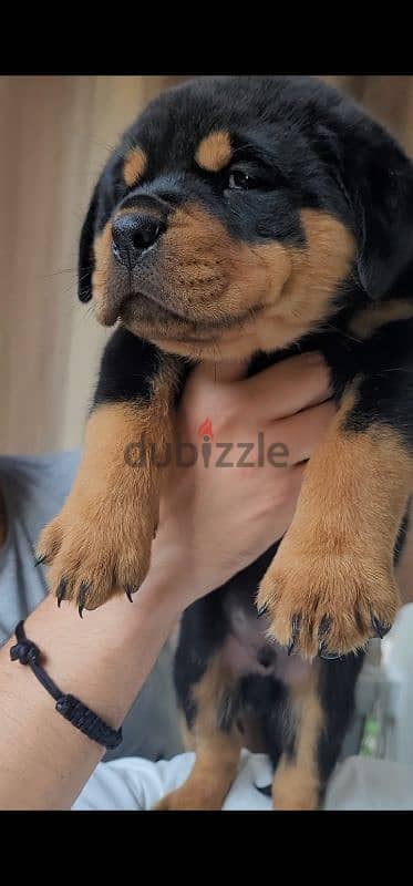 rottweiler hight quality 2