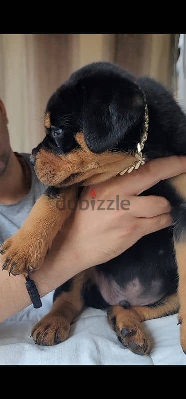 rottweiler hight quality 3