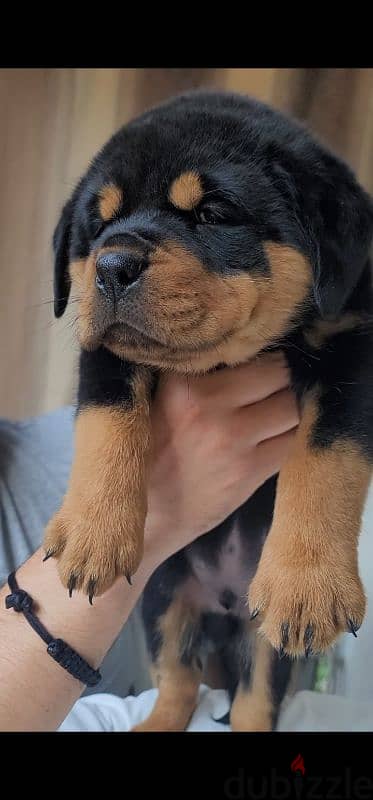 rottweiler hight quality 4