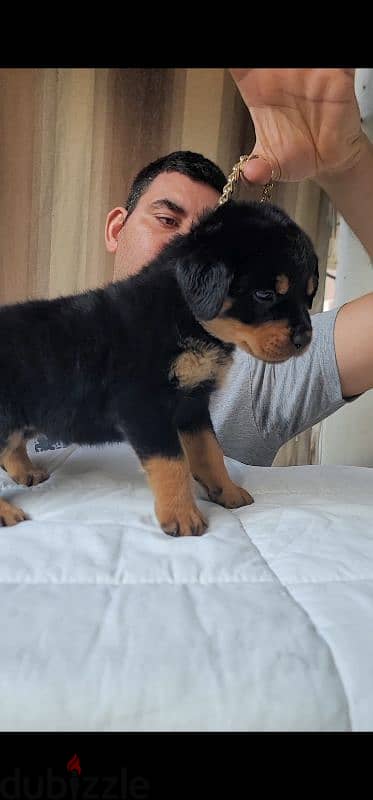 rottweiler hight quality 5