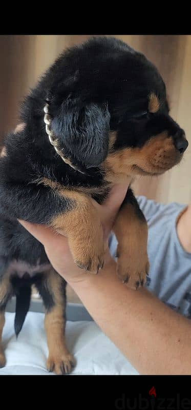 rottweiler hight quality 7