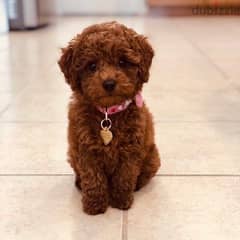 Poodle Puppies Available - Imported - High Quality -In Store-Delivery 0