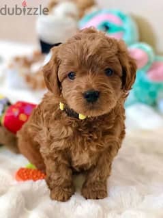 Toy Poodle Puppies- High Quality - Dog - Available in store- Delivery 0