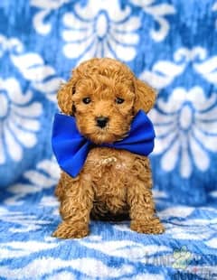 Poodle Puppies - High Quality - Dog - Available in store - delivery 0