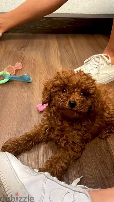 Toy poodle puppies available/dog/imported/delivery/in store