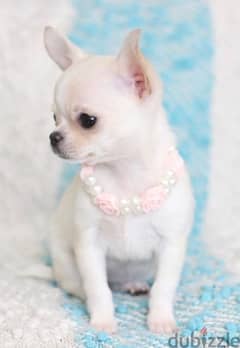 Tea Cup Chihuahua Puppy - Available in Store -Dog - Delivery 0