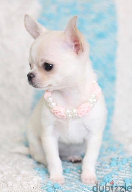 Tea Cup Chihuahua Puppy - Available in Store -Dog - Delivery 0