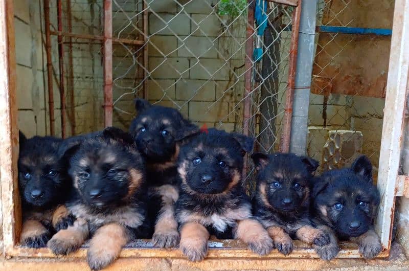 german shepherd puppies 4