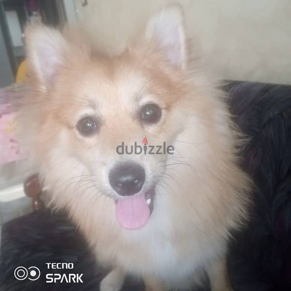 Pomeranian Male 0