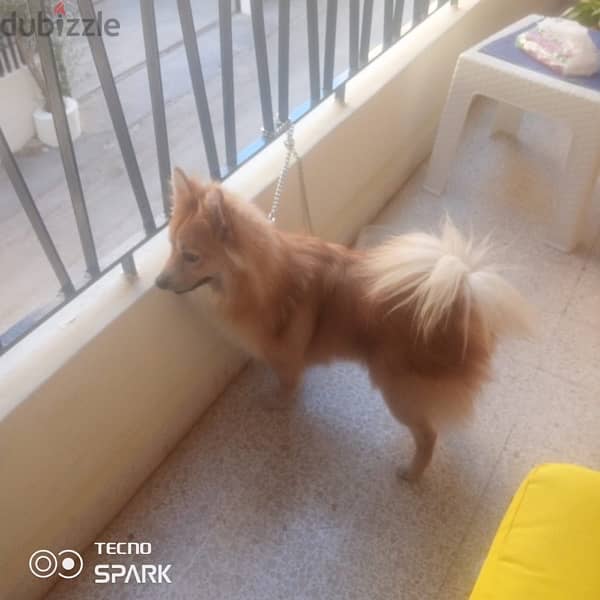 Pomeranian Male 1