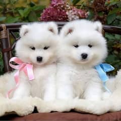 The Cutest Samoyed Puppies Available/Dog/Imported/Delivery 0