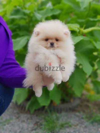 Pomeranian