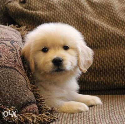 Golden retriver Sweet Puppies / Dog كلاب