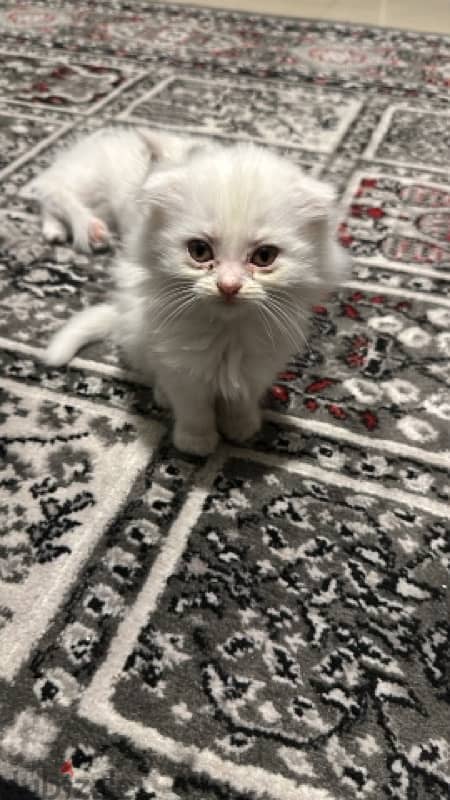 kittens for sale 2