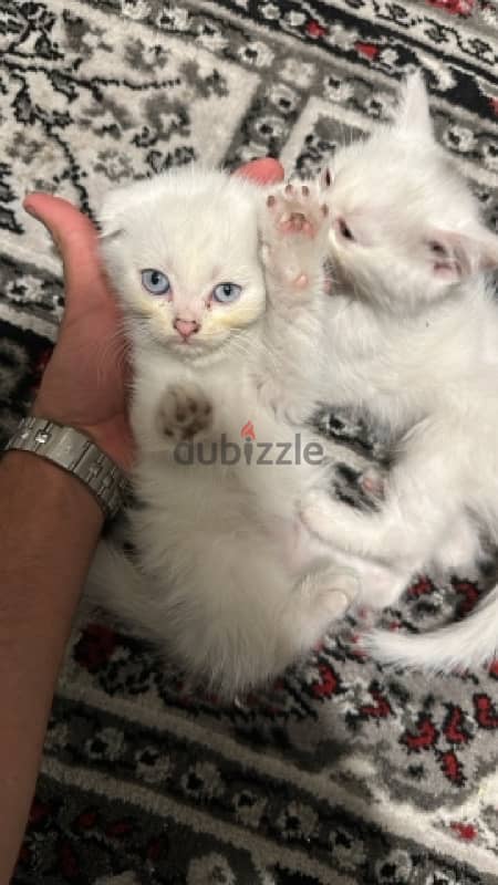 kittens for sale 3