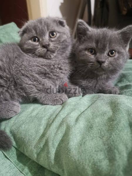 Scottish fold and British kittens 0