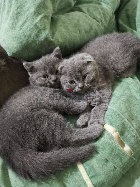 Scottish fold and British kittens 1