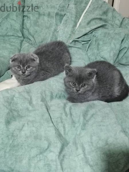 Scottish fold and British kittens 2