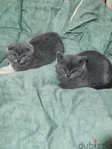 Scottish fold and British kittens 3