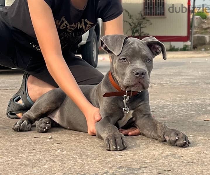 Cane Corso puppy high quality female 0