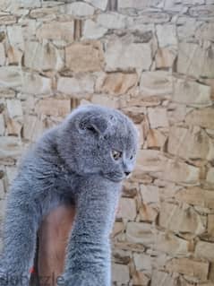 Scottish Fold 0