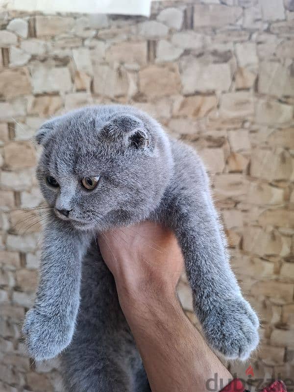 Scottish Fold 1