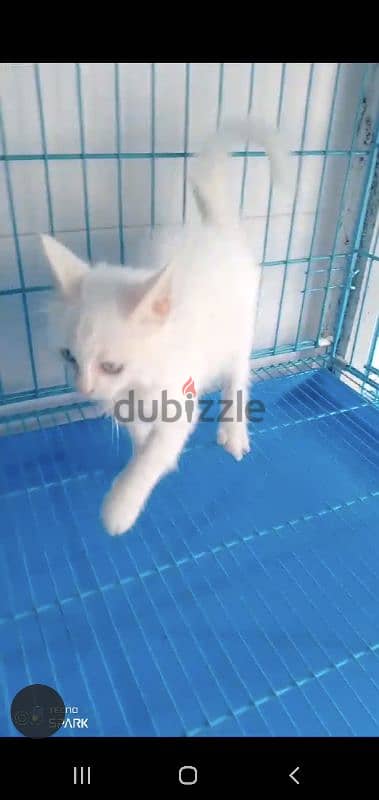 Turkish angora 2