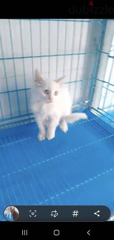 Turkish angora 3