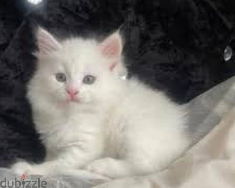 Turkish angora 9