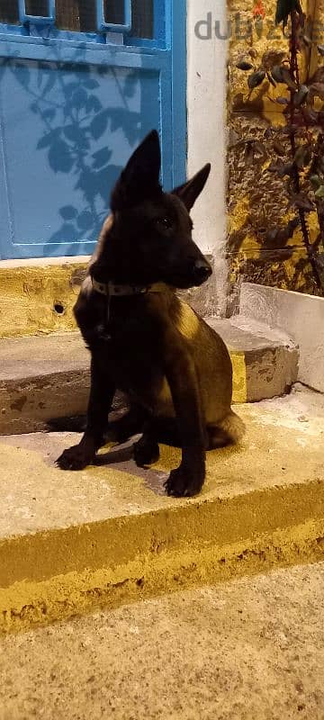 Malinois female 1