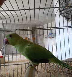 Indian ringneck 0