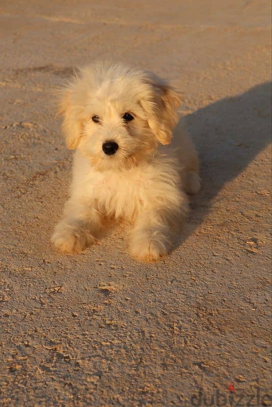 Maltese Bichon 5 months 3