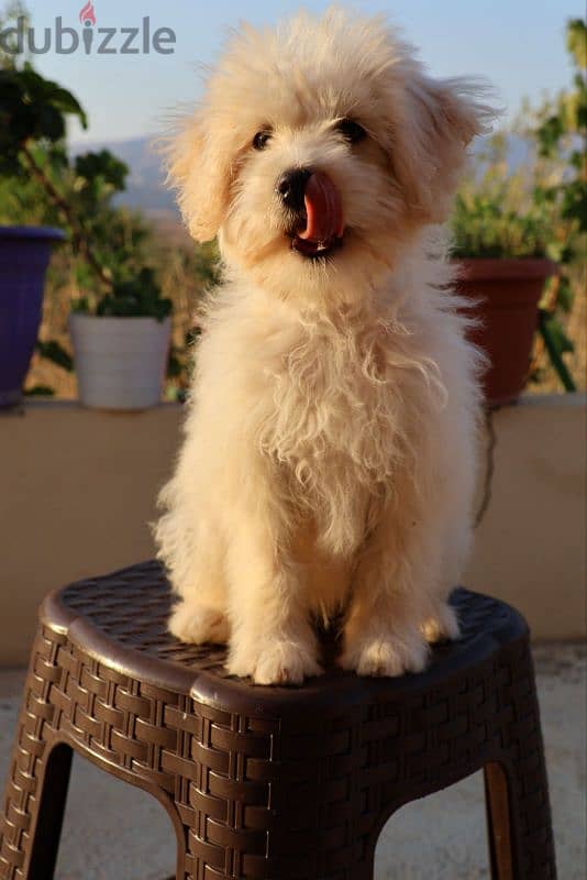 Maltese Bichon 5 months 4