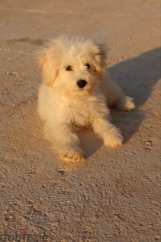 Maltese Bichon 5 months 5