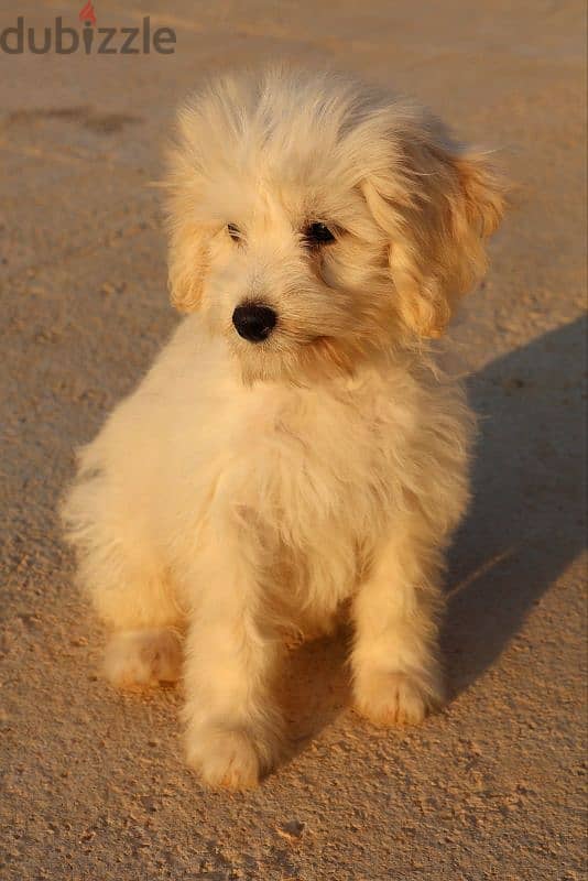 Maltese Bichon 5 months 6