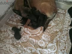 malinois puppies 0