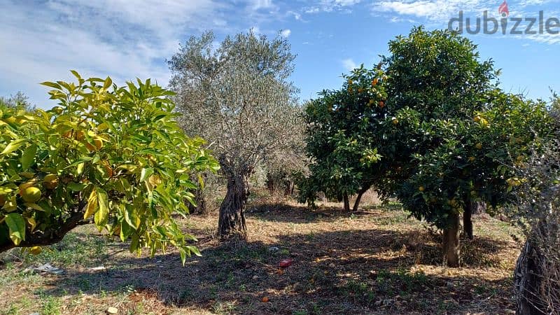 Flat Land In Deddeh Koura 5030 sqm full of olive and orange trees 2