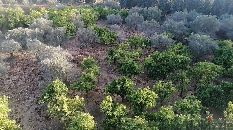 Flat Land In Deddeh Koura 5030 sqm full of olive and orange trees 3