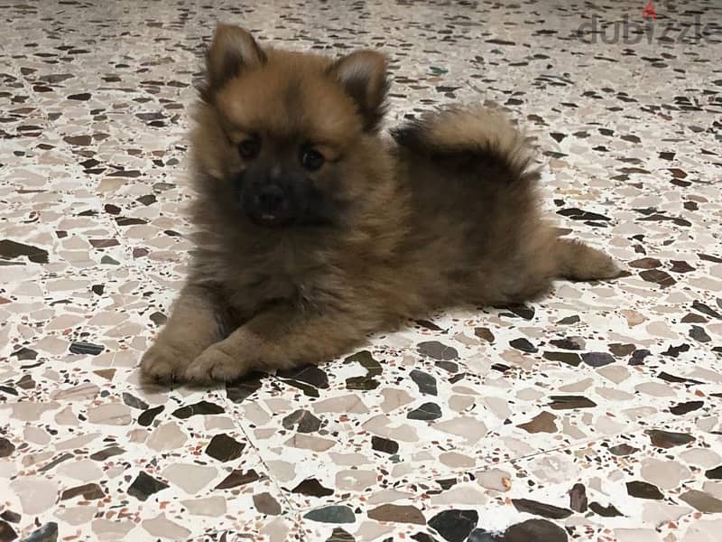 pure pomeranian dog for sale 0