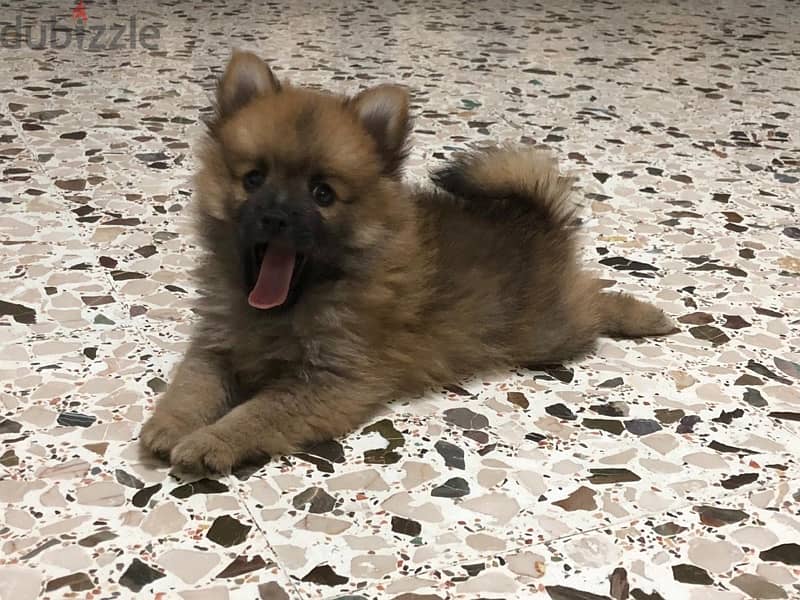 pure pomeranian dog for sale 1