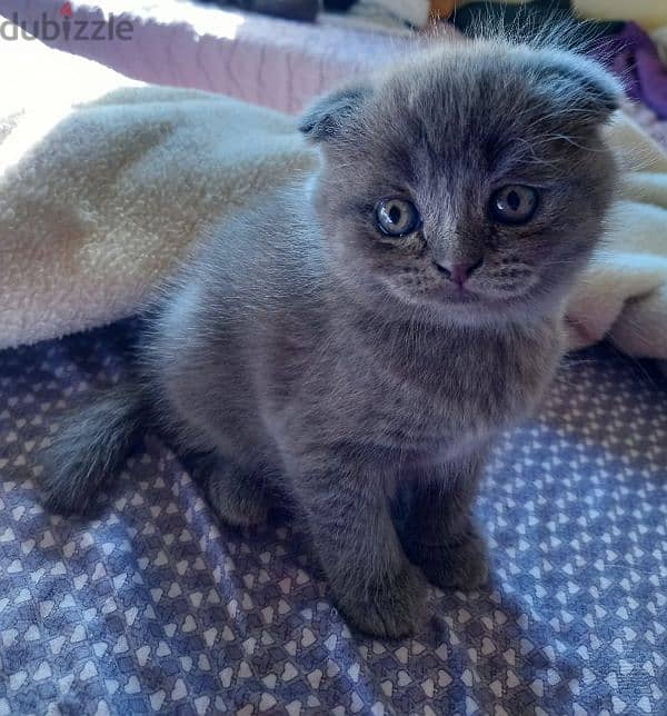 Pure Scottish fold kittens HIGHT QUALITY 0