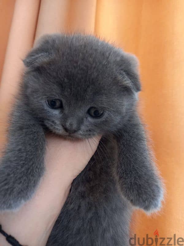 Pure Scottish fold kittens HIGHT QUALITY 1