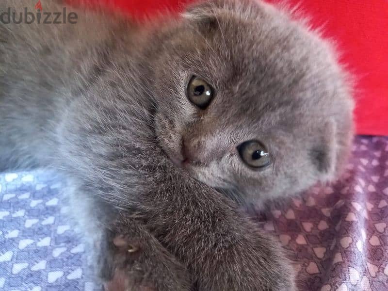 Pure Scottish fold kittens HIGHT QUALITY 2