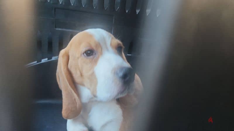 Beagle puppy 3