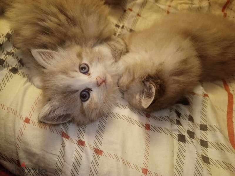 Cutest persian ragdoll mix kittens 0