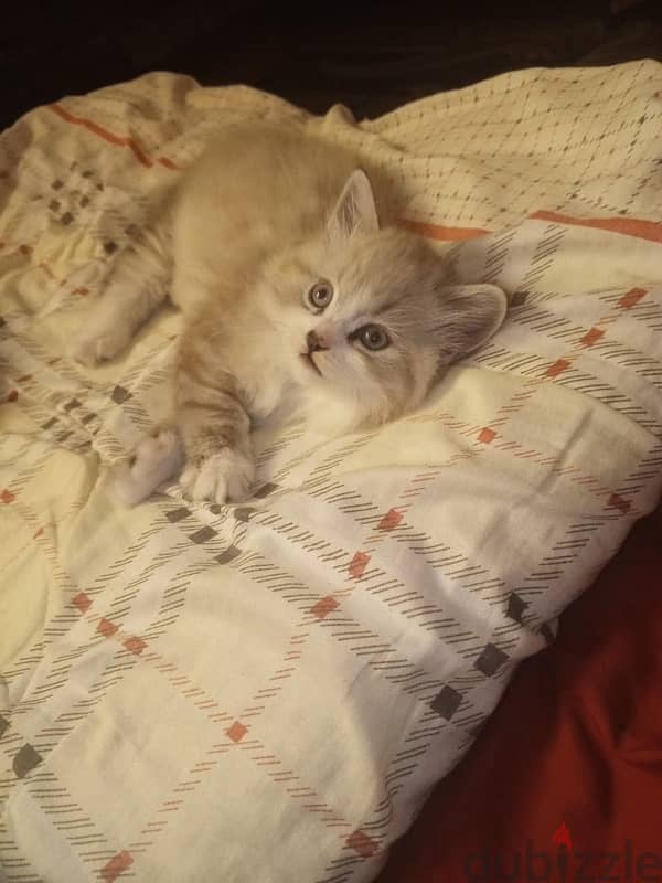 Cutest persian ragdoll mix kittens 2