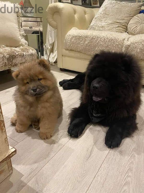 chowchow 1