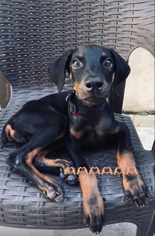 doberman female for sale 0