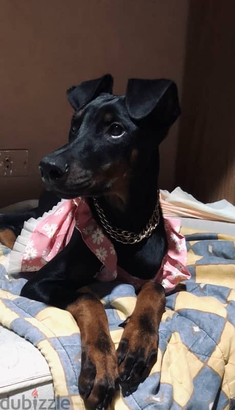 doberman female for sale 1