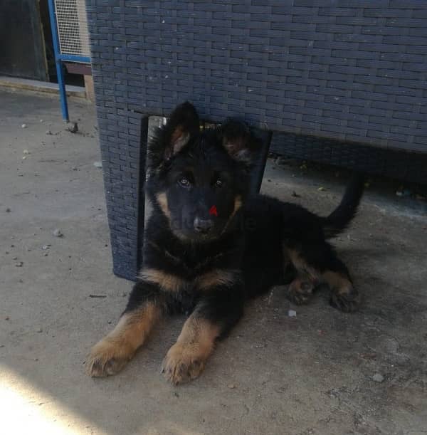 german shepherd king size long hair black mask 0